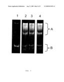 METHODS OF ISOLATING AND PURIFYING NUCLEIC ACID-BINDING BIOMOLECULES AND COMPOSITIONS INCLUDING SAME diagram and image