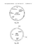 Site specific incorporation of keto amino acids into proteins diagram and image