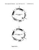 High-level expression of recombinant antibody in a mammalian host cell diagram and image