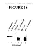 Rapid subcloning using site-specific recombination diagram and image