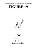 Rapid subcloning using site-specific recombination diagram and image