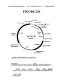 Rapid subcloning using site-specific recombination diagram and image