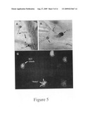 Utility of phylloplanins as antibiotics, selective fungicides and for enhancing microbial resistance in plants diagram and image