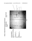 LAWSONIA PROTEIN USEFUL AS A COMPONENT IN SUBUNIT VACCINE AND METHODS OF MAKING AND USING THEREOF diagram and image