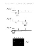 Composition and Method for IN VIVO and IN VITRO Attenuation of Gene Expression Using Double Stranded RNA diagram and image