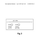 Cell-based RNA interference and related methods and compositions diagram and image