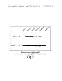 Cell-based RNA interference and related methods and compositions diagram and image