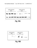 Cell-based RNA interference and related methods and compositions diagram and image