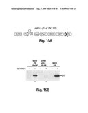 Cell-based RNA interference and related methods and compositions diagram and image