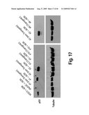 Cell-based RNA interference and related methods and compositions diagram and image