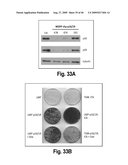 Cell-based RNA interference and related methods and compositions diagram and image