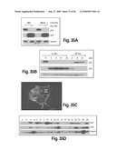 Cell-based RNA interference and related methods and compositions diagram and image