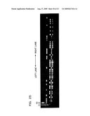 Genetic marker linked to gene locus involved in barley resistance to yellow mosaic disease and use thereof diagram and image