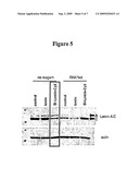 Novel biotinylated compositions diagram and image