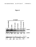 Novel biotinylated compositions diagram and image