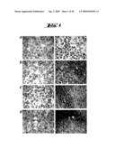 NON-PATHOGENIC AND/OR ATTENUATED BACTERIA CAPABLE OF INDUCING APOPTOSIS IN MACROPHAGES, PROCESS OF MANUFACTURING AND USES THEREOF diagram and image