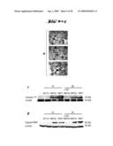 NON-PATHOGENIC AND/OR ATTENUATED BACTERIA CAPABLE OF INDUCING APOPTOSIS IN MACROPHAGES, PROCESS OF MANUFACTURING AND USES THEREOF diagram and image