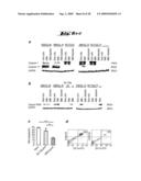 NON-PATHOGENIC AND/OR ATTENUATED BACTERIA CAPABLE OF INDUCING APOPTOSIS IN MACROPHAGES, PROCESS OF MANUFACTURING AND USES THEREOF diagram and image