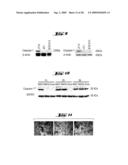 NON-PATHOGENIC AND/OR ATTENUATED BACTERIA CAPABLE OF INDUCING APOPTOSIS IN MACROPHAGES, PROCESS OF MANUFACTURING AND USES THEREOF diagram and image