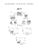 NON-PATHOGENIC AND/OR ATTENUATED BACTERIA CAPABLE OF INDUCING APOPTOSIS IN MACROPHAGES, PROCESS OF MANUFACTURING AND USES THEREOF diagram and image