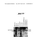 NON-PATHOGENIC AND/OR ATTENUATED BACTERIA CAPABLE OF INDUCING APOPTOSIS IN MACROPHAGES, PROCESS OF MANUFACTURING AND USES THEREOF diagram and image