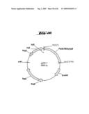 NON-PATHOGENIC AND/OR ATTENUATED BACTERIA CAPABLE OF INDUCING APOPTOSIS IN MACROPHAGES, PROCESS OF MANUFACTURING AND USES THEREOF diagram and image