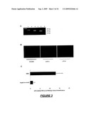 VERY SMALL EMBRYONIC-LIKE (VSEL) STEM CELLS AND METHODS OF ISOLATING AND USING THE SAME diagram and image