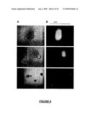 VERY SMALL EMBRYONIC-LIKE (VSEL) STEM CELLS AND METHODS OF ISOLATING AND USING THE SAME diagram and image