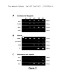 VERY SMALL EMBRYONIC-LIKE (VSEL) STEM CELLS AND METHODS OF ISOLATING AND USING THE SAME diagram and image