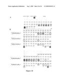LAGLIDADG HOMING ENDONUCLEASE VARIANTS HAVING MUTATIONS IN TWO FUNCTIONAL SUBDOMAINS AND USE THEREOF diagram and image