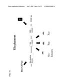 Rage/Diaphanous Interaction and Related Compositions and Methods diagram and image