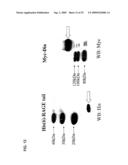 Rage/Diaphanous Interaction and Related Compositions and Methods diagram and image