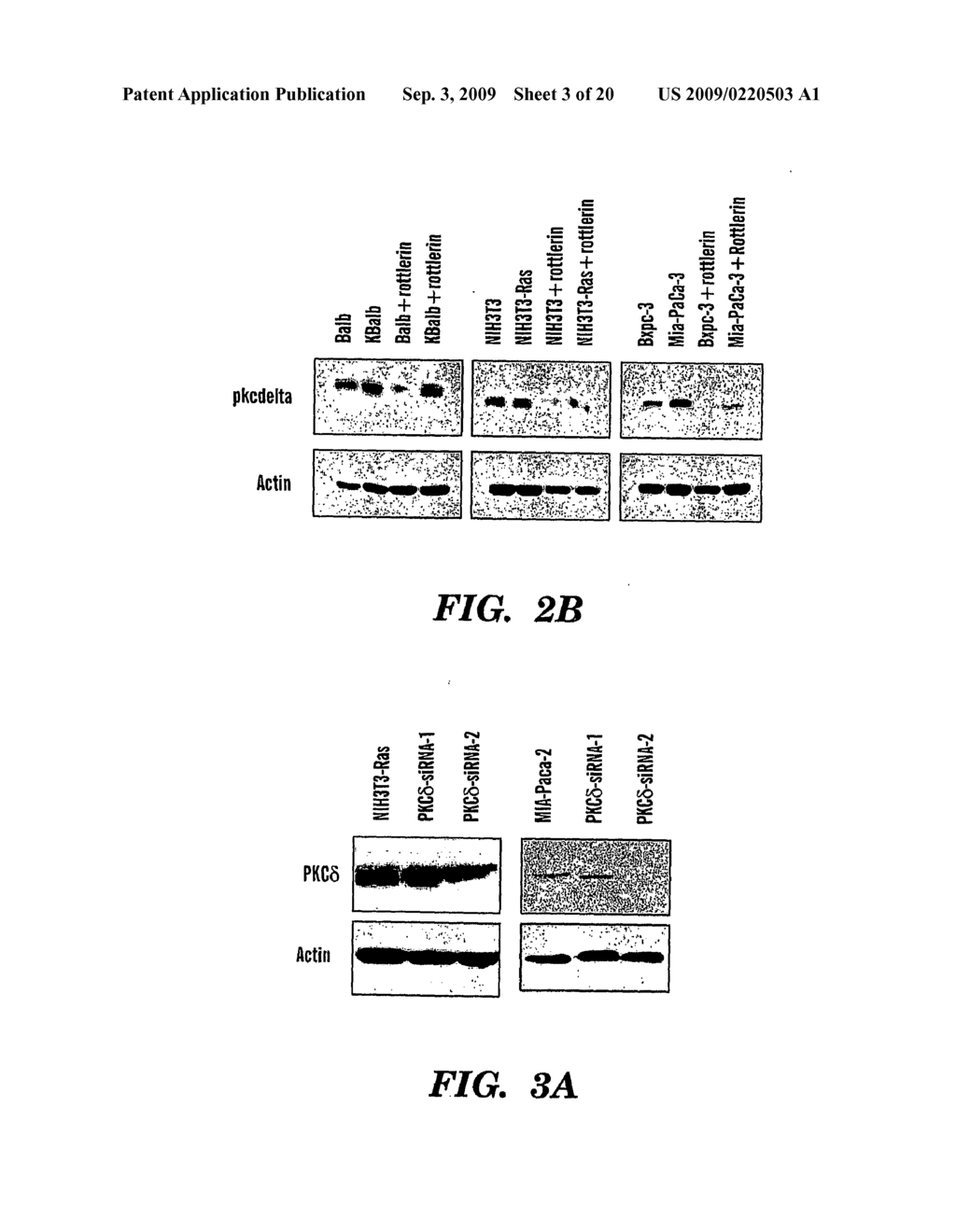 METHOD FOR TREATING CANCERS WITH INCREASED RAS SIGNALING - diagram, schematic, and image 04