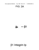 METHODS OF INHIBITING AMYLOID TOXICITY diagram and image