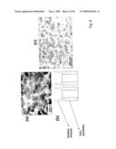 COMPOSITIONS COMPRISING NANOSTRUCTURES FOR CELL, TISSUE AND ARTIFICIAL ORGAN GROWTH, AND METHODS FOR MAKING AND USING SAME diagram and image