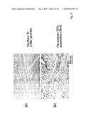 COMPOSITIONS COMPRISING NANOSTRUCTURES FOR CELL, TISSUE AND ARTIFICIAL ORGAN GROWTH, AND METHODS FOR MAKING AND USING SAME diagram and image