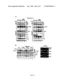 METHODS FOR DIAGNOSING AND TREATING CANCERS VIA MANIPULATIONS OF A...PATHWAY diagram and image
