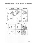 Caspase-cleavage anti-keratin antibodies for detection of apoptosis diagram and image