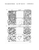 Caspase-cleavage anti-keratin antibodies for detection of apoptosis diagram and image