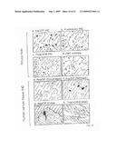 Caspase-cleavage anti-keratin antibodies for detection of apoptosis diagram and image