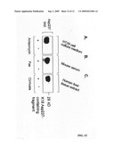 Caspase-cleavage anti-keratin antibodies for detection of apoptosis diagram and image