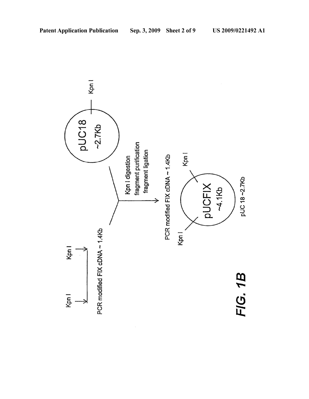 EXPRESSION OF ACTIVE HUMAN FACTOR IX IN MAMMARY TISSUE OF TRANSGENIC ANIMALS - diagram, schematic, and image 03