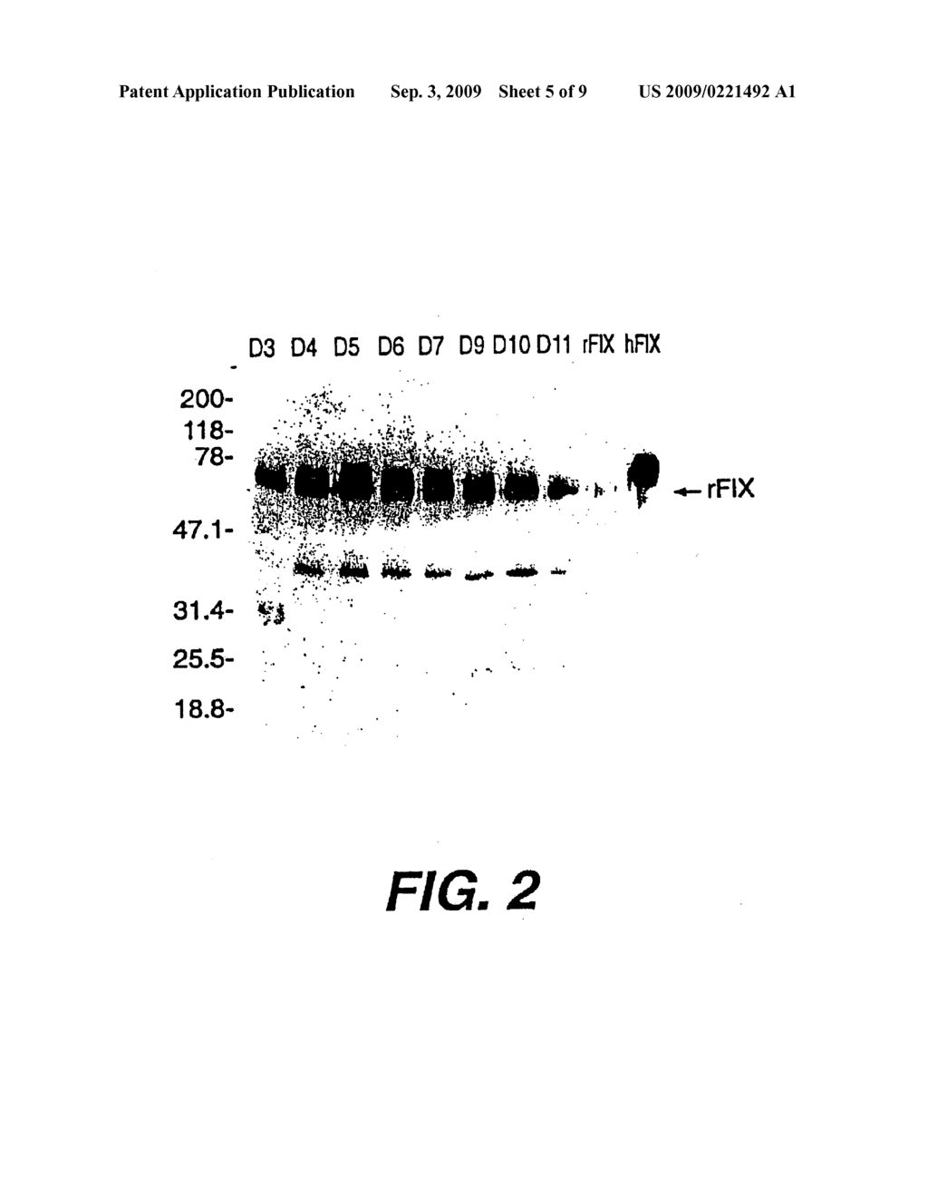 EXPRESSION OF ACTIVE HUMAN FACTOR IX IN MAMMARY TISSUE OF TRANSGENIC ANIMALS - diagram, schematic, and image 06