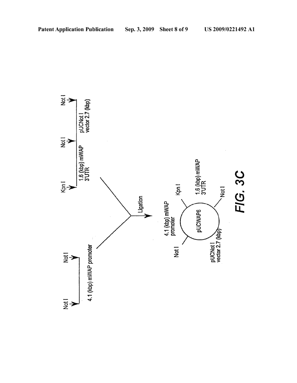 EXPRESSION OF ACTIVE HUMAN FACTOR IX IN MAMMARY TISSUE OF TRANSGENIC ANIMALS - diagram, schematic, and image 09