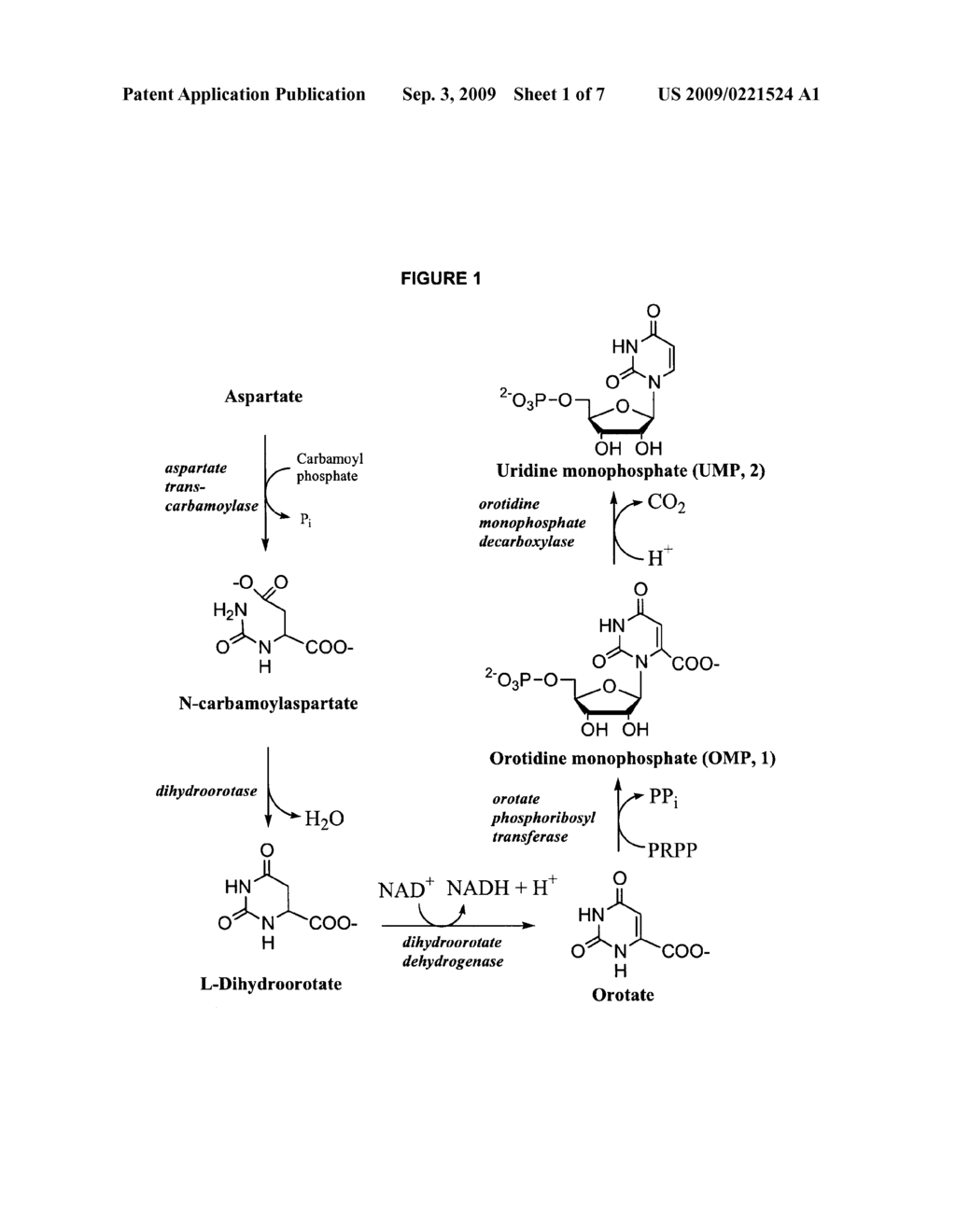 ODCASE INHIBITORS FOR THE TREATMENT OF MALARIA - diagram, schematic, and image 02