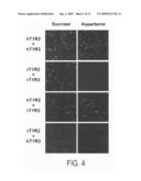 Heteromeric taste receptors diagram and image