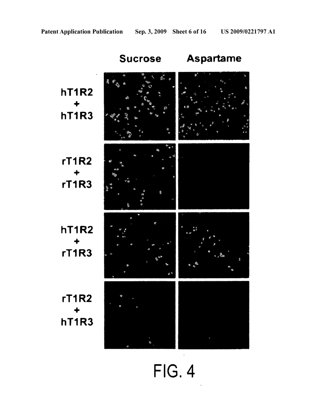 HETEROMERIC TASTE RECEPTORS - diagram, schematic, and image 07