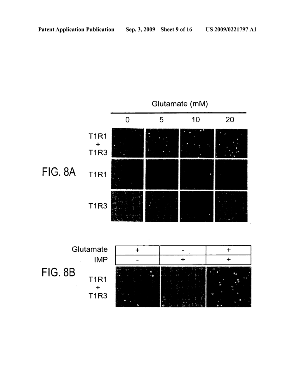 HETEROMERIC TASTE RECEPTORS - diagram, schematic, and image 10