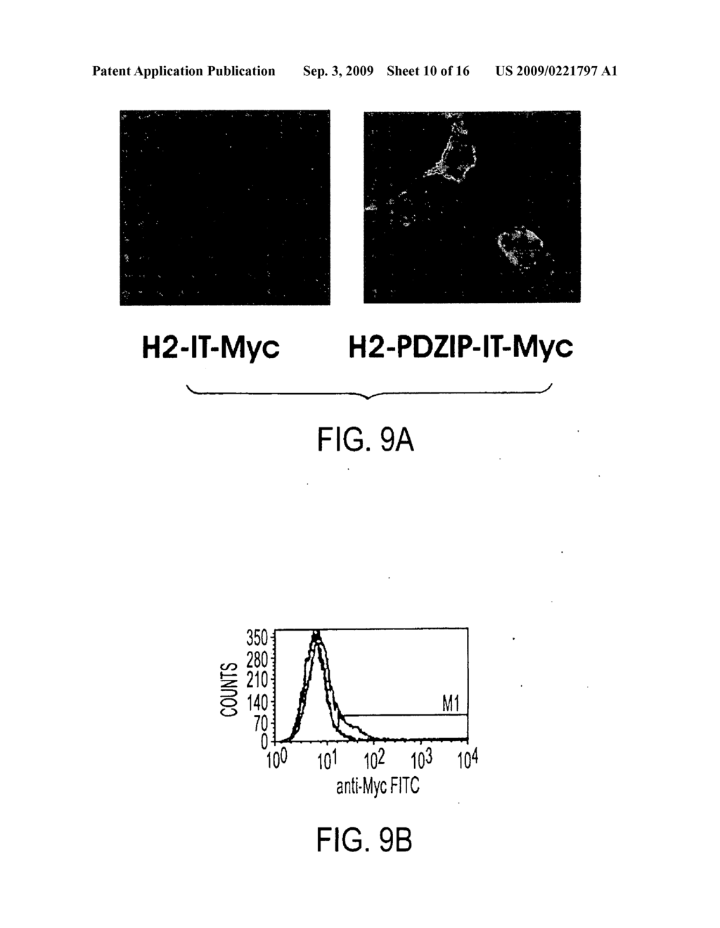 HETEROMERIC TASTE RECEPTORS - diagram, schematic, and image 11