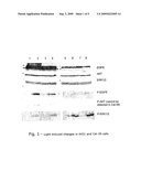 LIGHT MODULATION OF CELL FUNCTION diagram and image